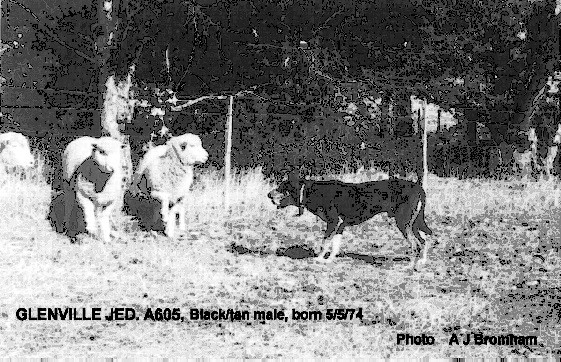 Scanlon kelpies sales