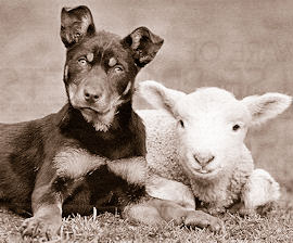 kelpie dogs as pets